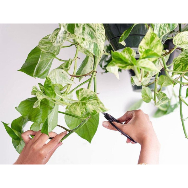 10 Mẹo chăm sóc cây cảnh đúng cách giúp cây phát triển xanh tươi