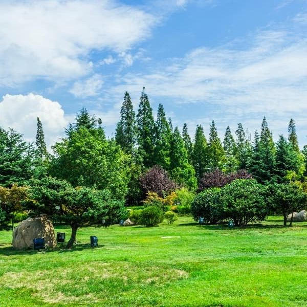 Cách chăm sóc cây cảnh cho người mới bắt đầu