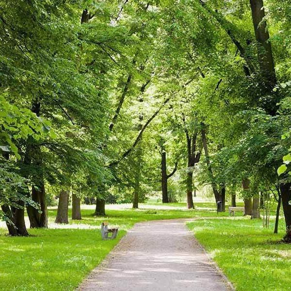 Hướng dẫn kỹ thuật chăm sóc cây xanh cơ bản