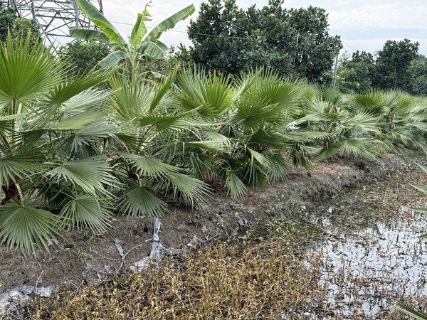 Vườn trồng Ô Môn