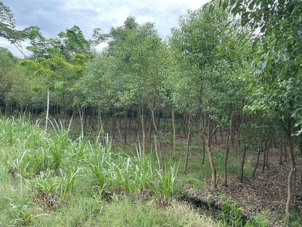 Vườn trồng Phong Điền