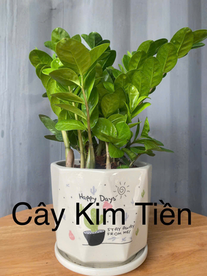 Cây Kim tiền
