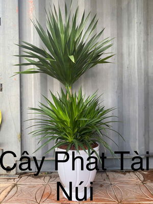Cây Phát tài núi