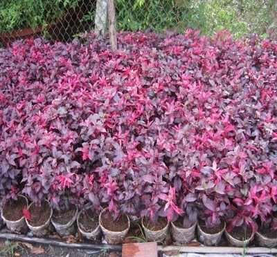 MẮT NAI (DỀN ĐỎ )