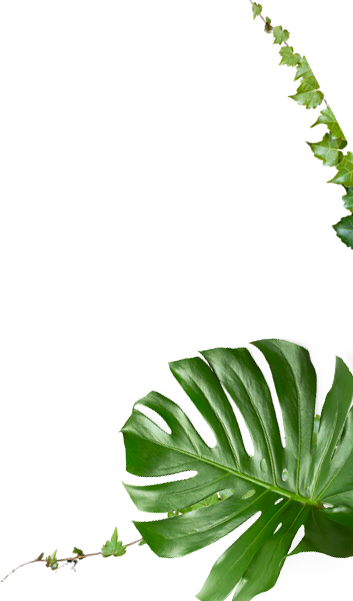 Cây Xanh Nam Mộc - Làm xanh mát công trình